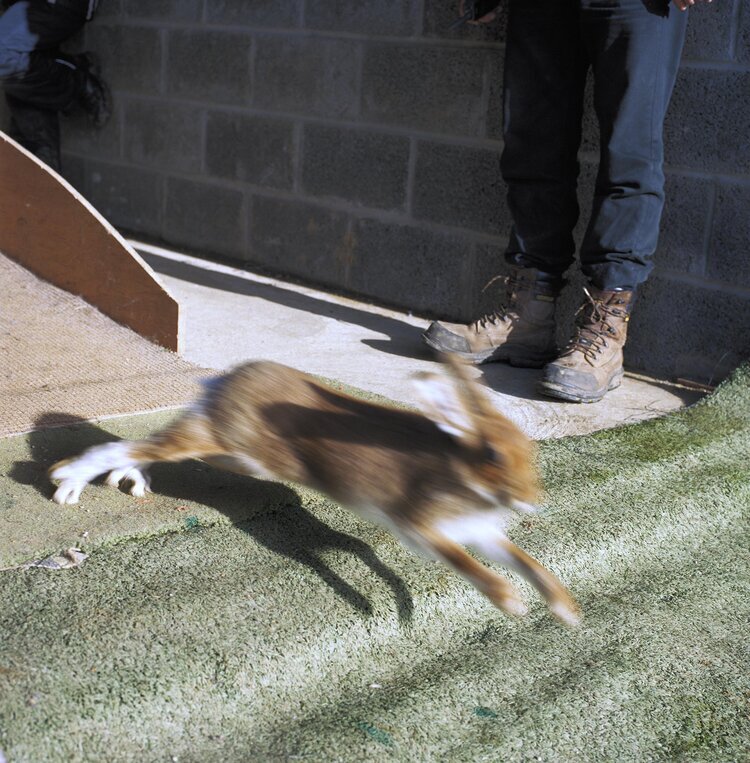 From Laws of the Leash